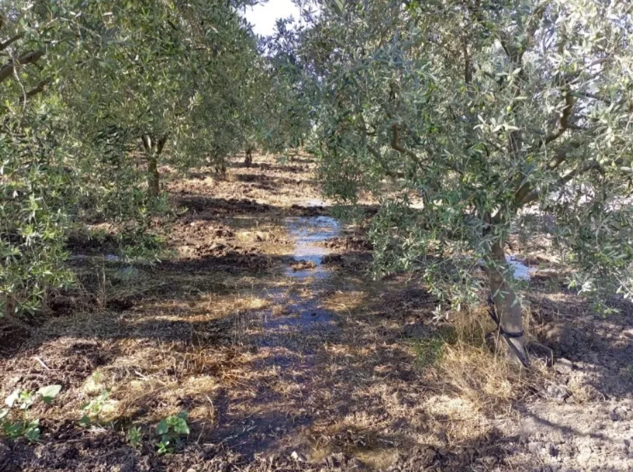 Manisa’dan Dünyaya: Zeytinyağı üreticisinden doğal üretim süreci