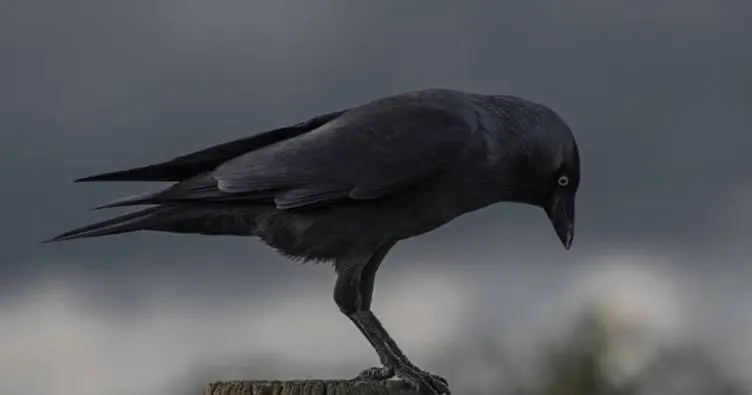 Kargaların Gizemli Hafızası: 17 Yıl Boyunca Kin Tutabiliyorlar